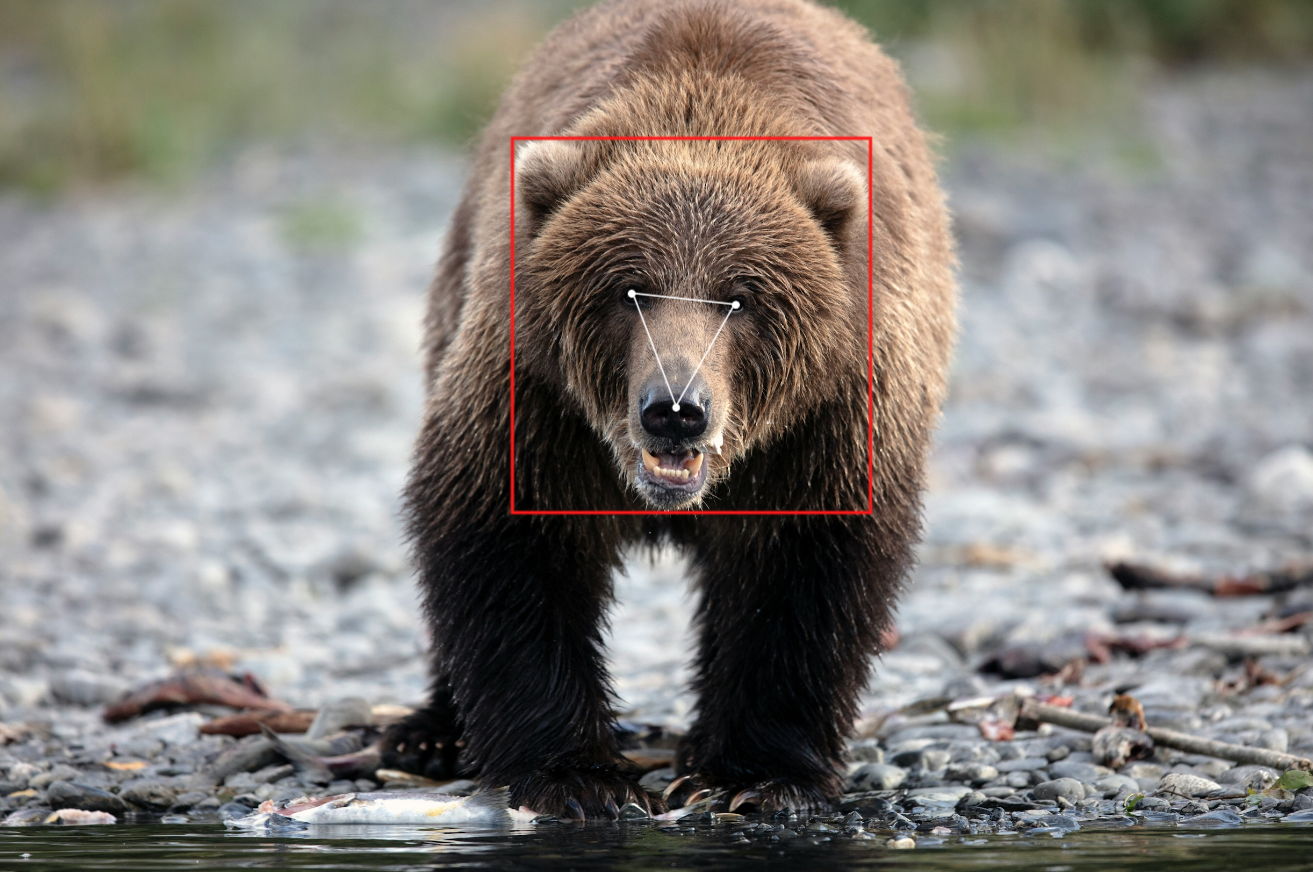 Bear Identification Project