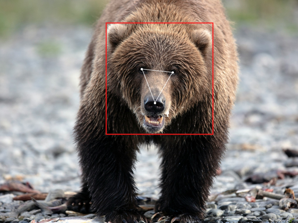 Bear Identification Project