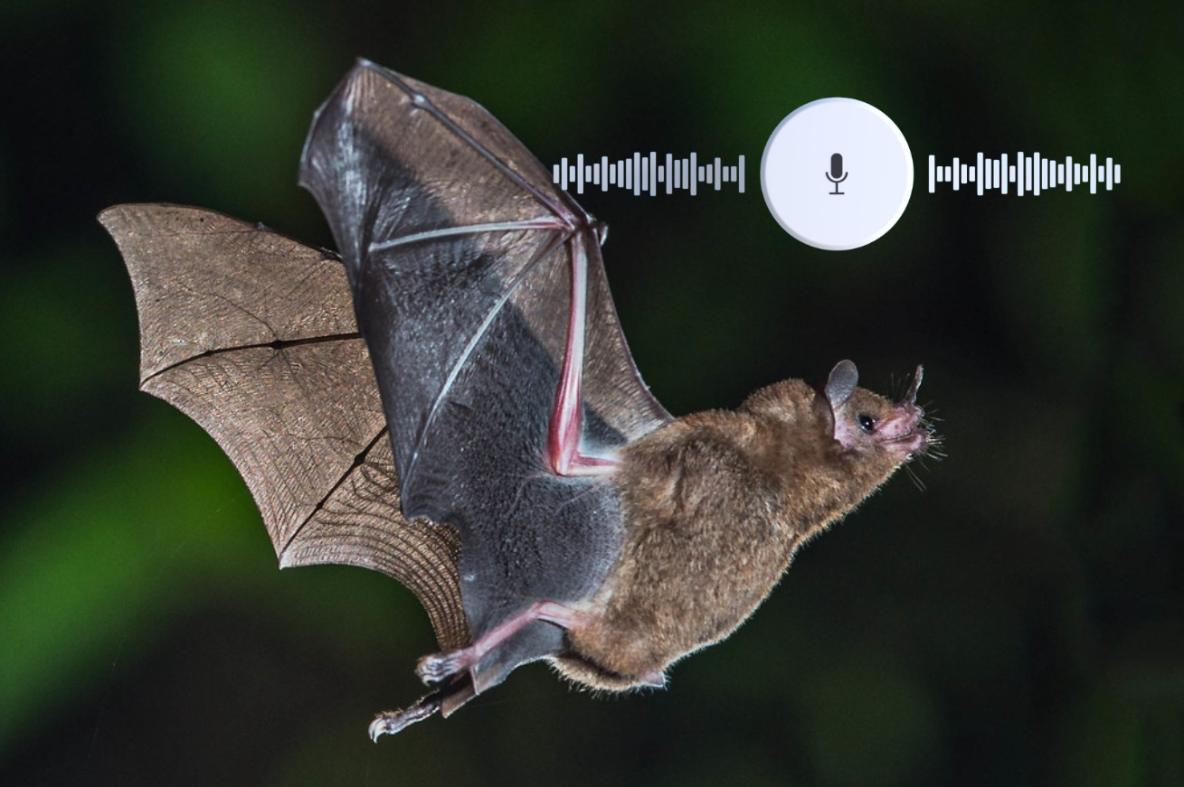 Tropical Bat Call Detection and Classification | EarthToolsMaker