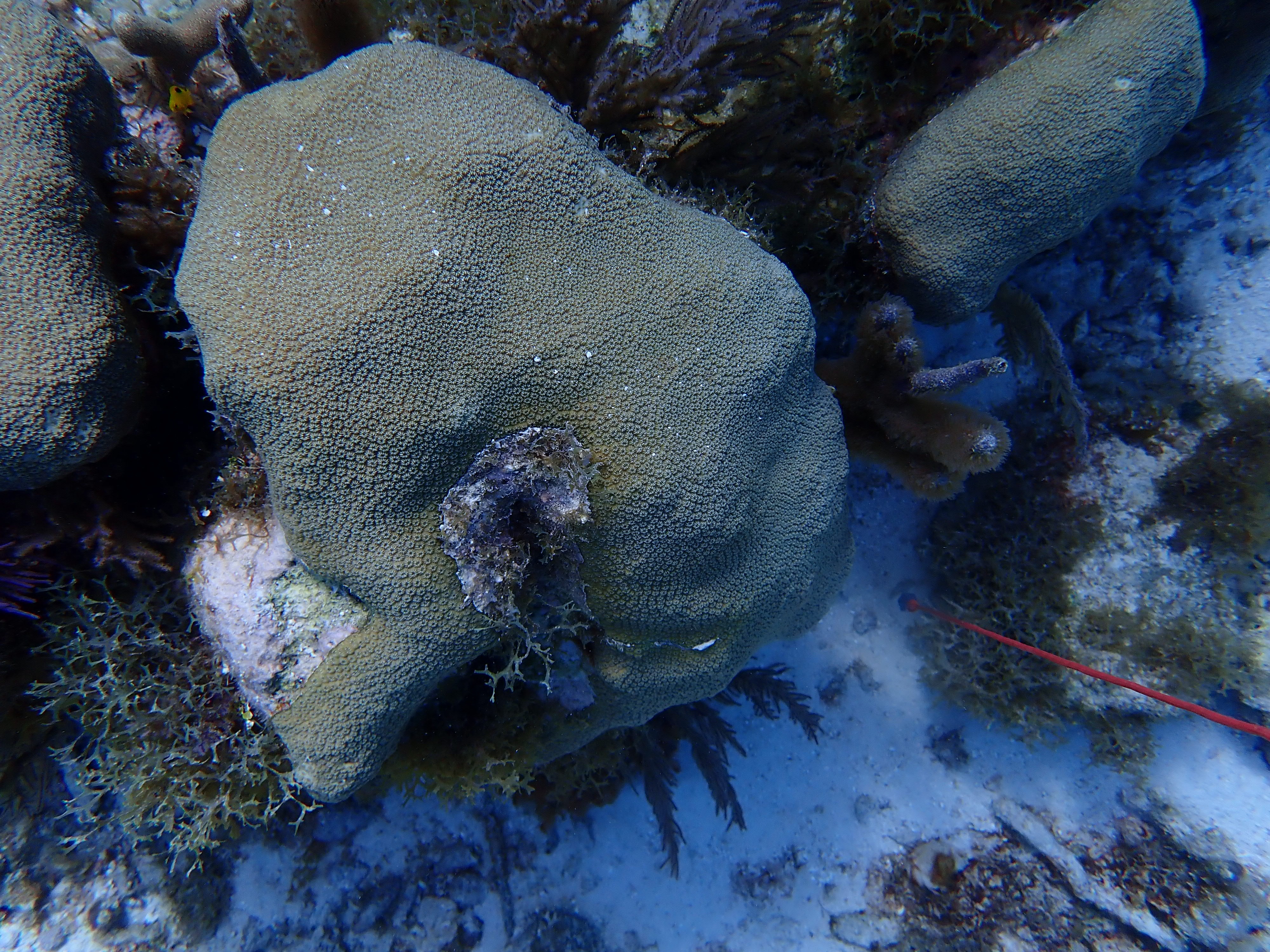 Reef 1 sample
