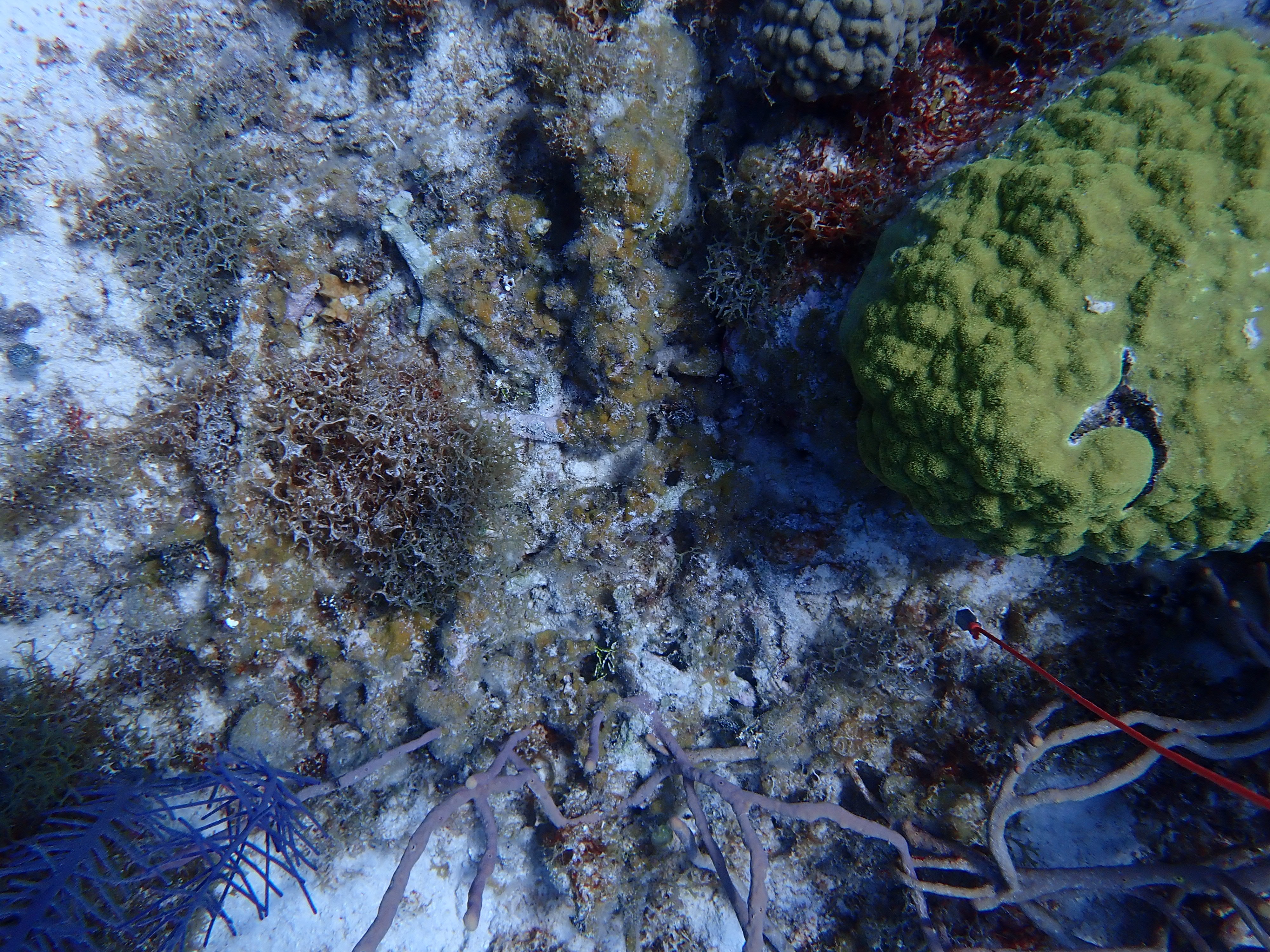 Reef 1 sample