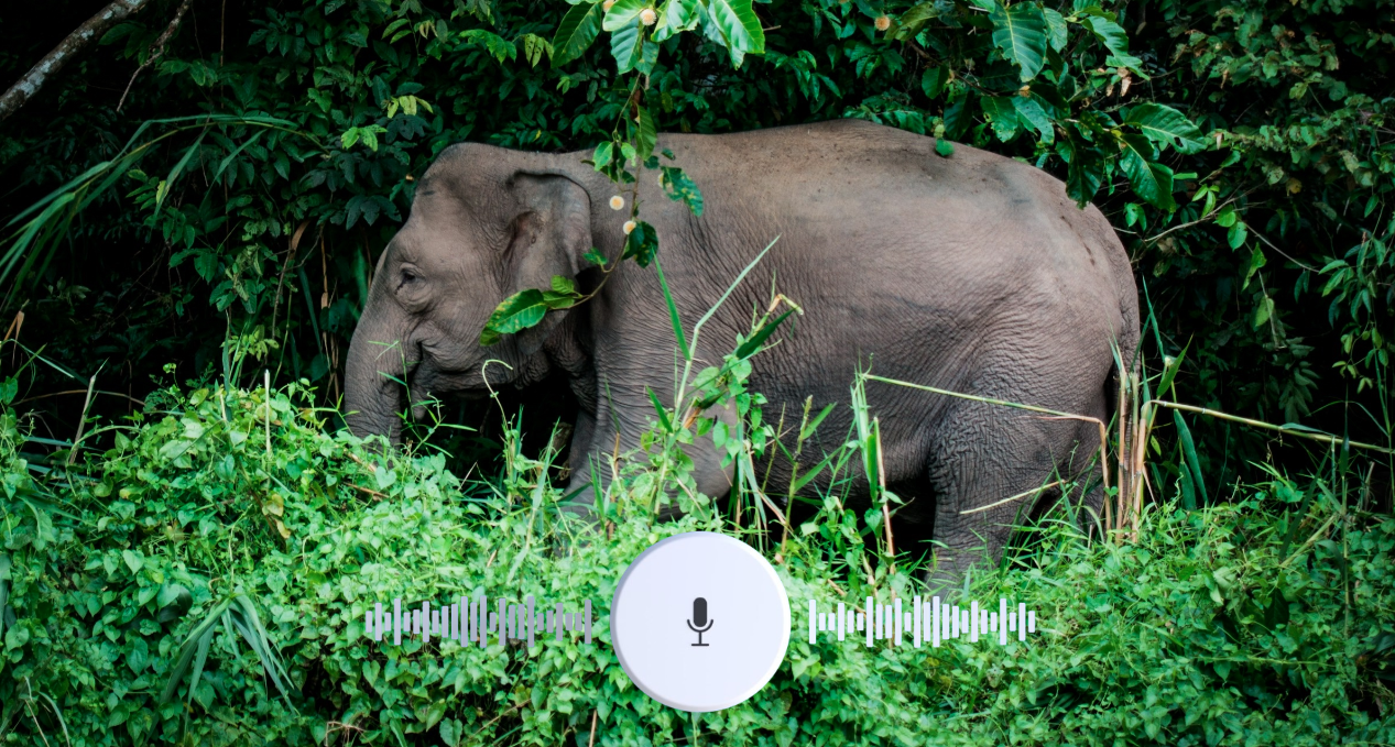 Forest Elephants Passive Acoustic Monitoring