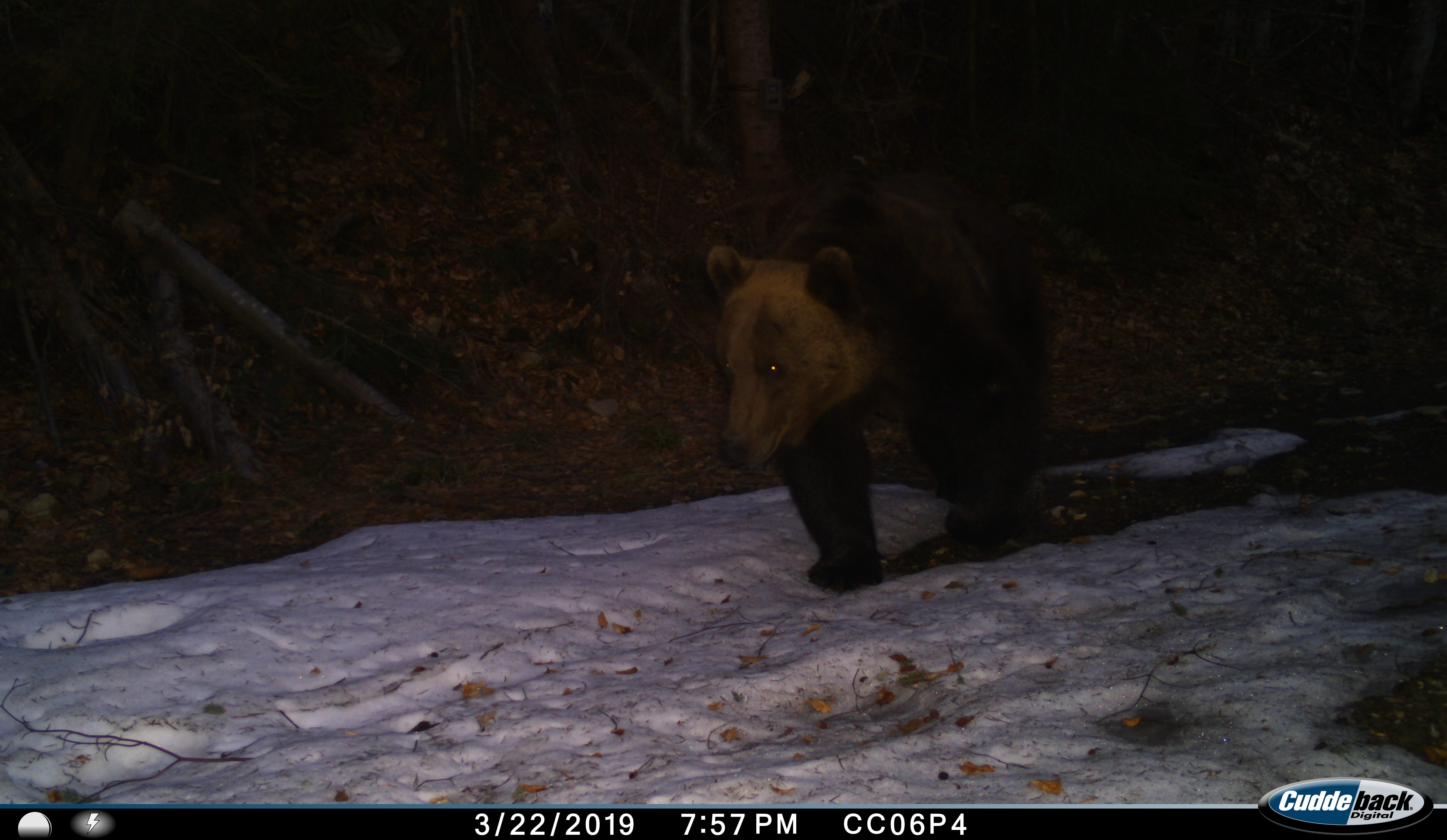 camera trap bear picture 3