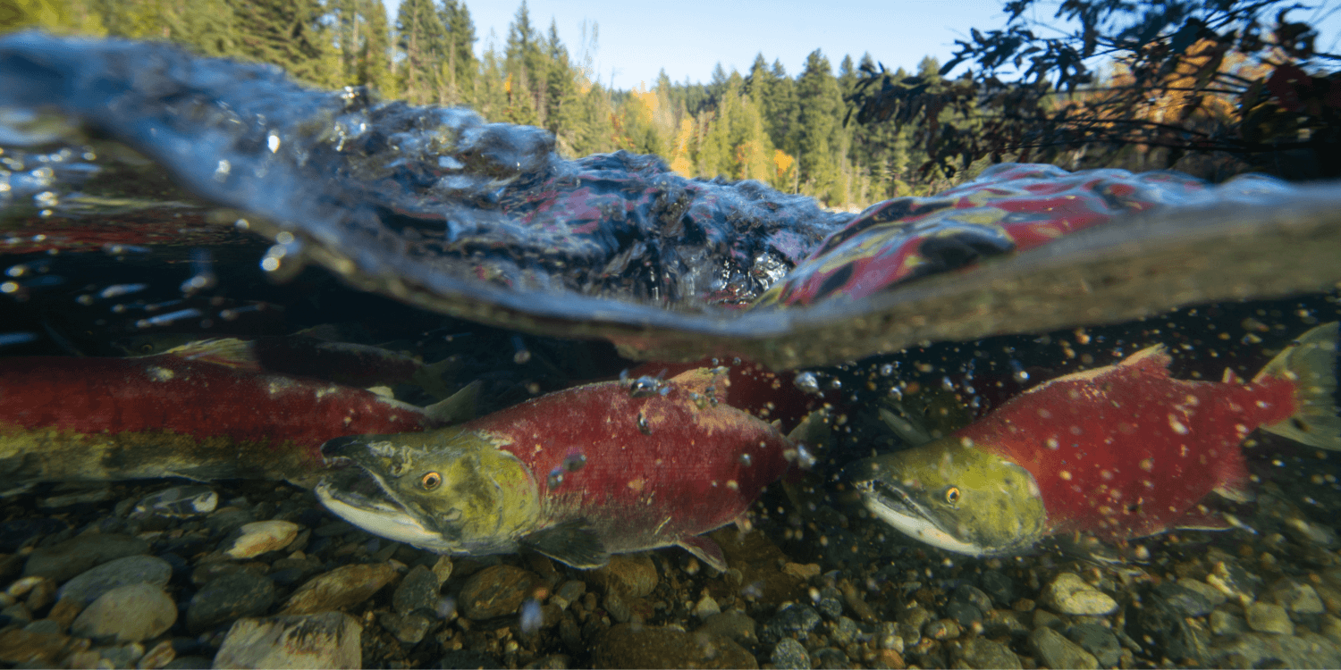 Wild Salmon Migration Monitoring