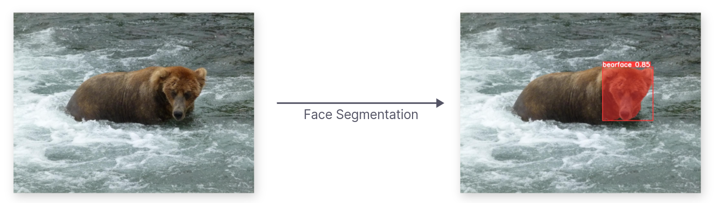 Bear Face Instance Segmentation