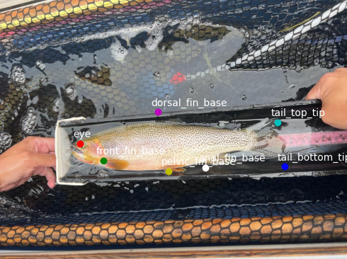 Pose Estimation Trout