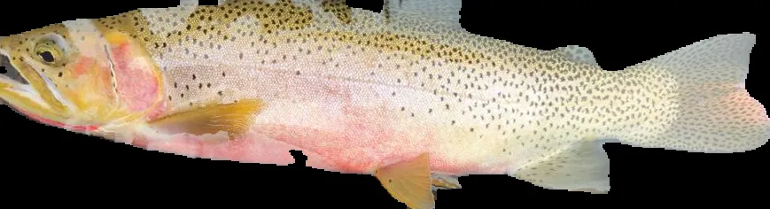 Normalized Trout 3