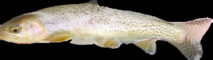 Normalized Trout 4